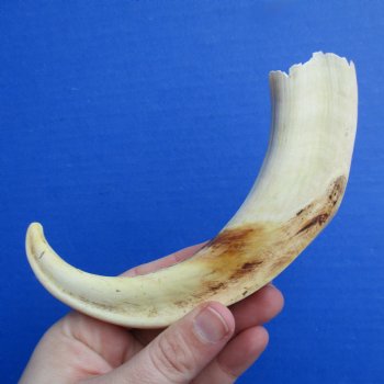 8" Ivory Tusk from African Warthog - $24