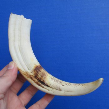 8" Ivory Tusk from African Warthog - $24