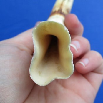 8" Ivory Tusk from African Warthog - $24