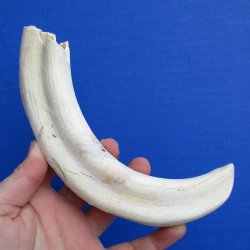 B-Grade 9" Ivory Tusk from African Warthog - $18