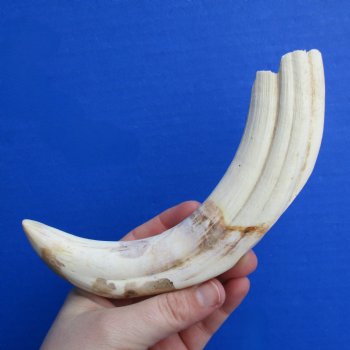 B-Grade 9" Ivory Tusk from African Warthog - $18