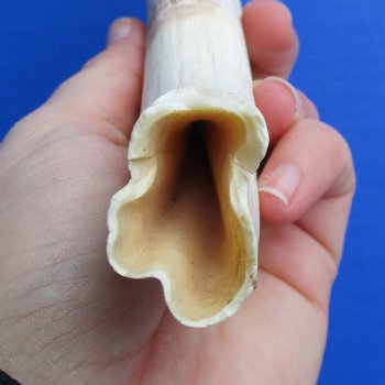 B-Grade 9" Ivory Tusk from African Warthog - $18