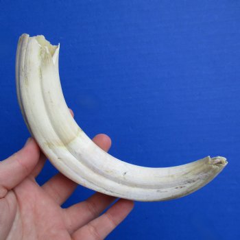 B-Grade 9" Ivory Tusk from African Warthog - $18
