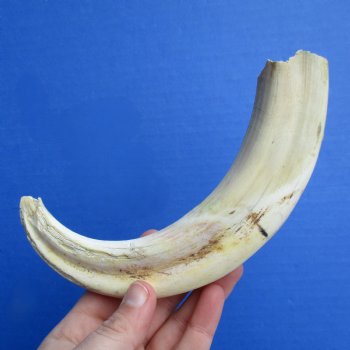 B-Grade 9" Ivory Tusk from African Warthog - $18