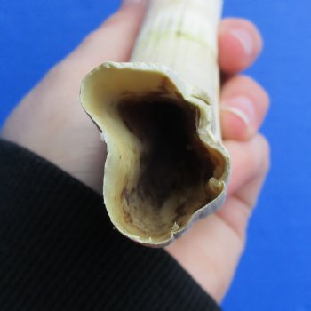 B-Grade 9" Ivory Tusk from African Warthog - $18