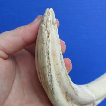 B-Grade 9" Ivory Tusk from African Warthog - $18