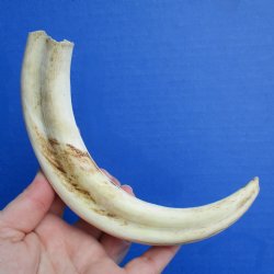 B-Grade 9" Ivory Tusk from African Warthog - $18