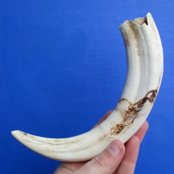 B-Grade 9" Ivory Tusk from African Warthog - $18
