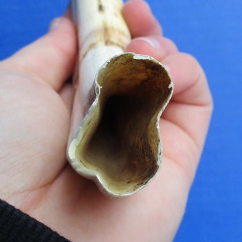 B-Grade 9" Ivory Tusk from African Warthog - $18