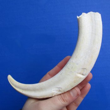 B-Grade 9" Ivory Tusk from African Warthog - $18