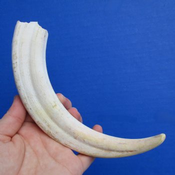 B-Grade 9" Ivory Tusk from African Warthog - $18
