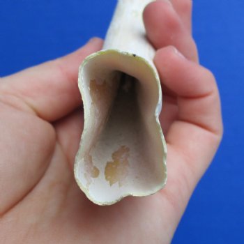 B-Grade 9" Ivory Tusk from African Warthog - $18