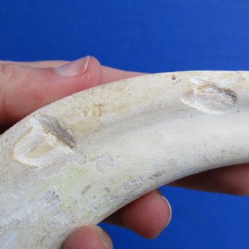 B-Grade 9" Ivory Tusk from African Warthog - $18
