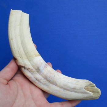 B-Grade 9" Ivory Tusk from African Warthog - $18