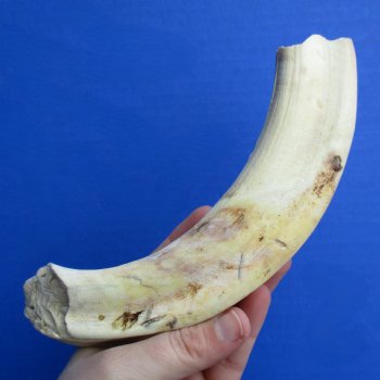 B-Grade 9" Ivory Tusk from African Warthog - $18