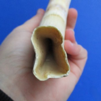 B-Grade 9" Ivory Tusk from African Warthog - $18