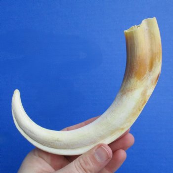 B-Grade 9" Ivory Tusk from African Warthog - $18