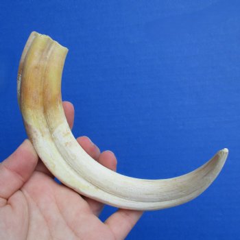 B-Grade 9" Ivory Tusk from African Warthog - $18