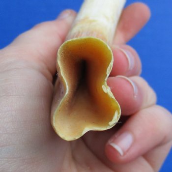 B-Grade 9" Ivory Tusk from African Warthog - $18