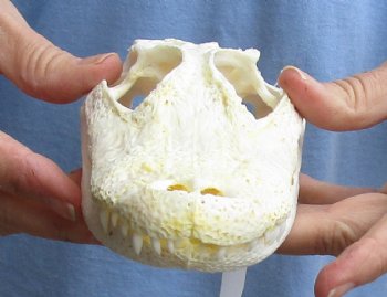 Buy Now this B-Grade Real Florida Alligator Skull, 8 inches for sale $40