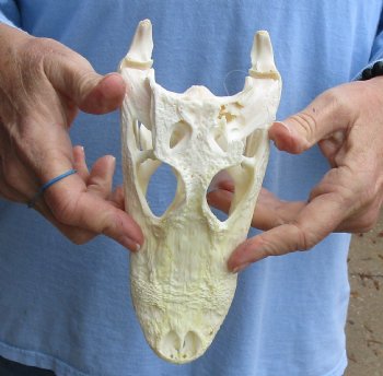 Buy Now this B-Grade Real Florida Alligator Skull, 8 inches for sale $40