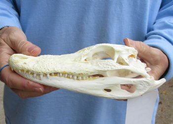 Buy Now this B-Grade Real Florida Alligator Skull, 8 inches for sale $40