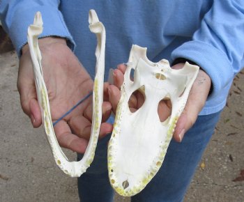 Buy Now this B-Grade Real Florida Alligator Skull, 8 inches for sale $40