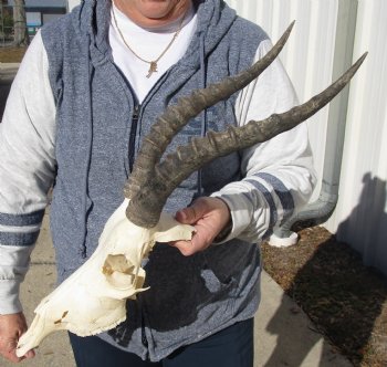 C-Grade 12-1/4" Female Blesbok Skull with 13-3/4" Horns - $42