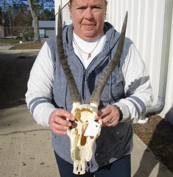 C-Grade 12-1/4" Female Blesbok Skull with 13-3/4" Horns - $42