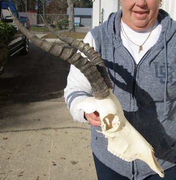 C-Grade 12-1/4" Female Blesbok Skull with 13-3/4" Horns - $42
