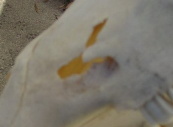 C-Grade 12-1/4" Female Blesbok Skull with 13-3/4" Horns - $42