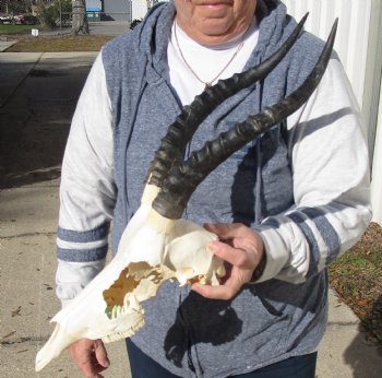 C-Grade 11-1/4" Female Blesbok Skull with 12-1/4" Horns - $42