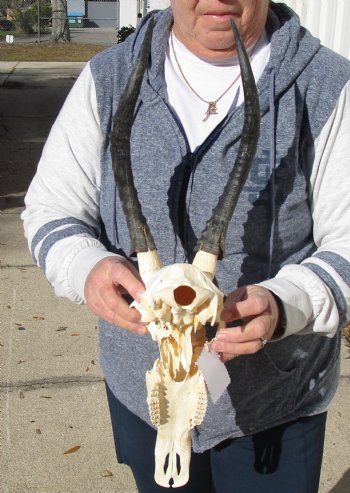 C-Grade 11-1/4" Female Blesbok Skull with 12-1/4" Horns - $42