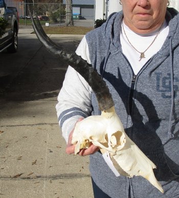 C-Grade 11-1/4" Female Blesbok Skull with 12-1/4" Horns - $42