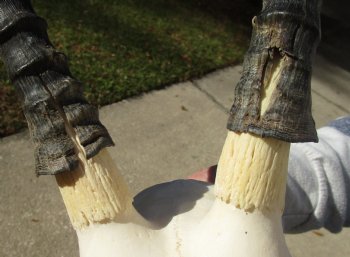 C-Grade 11-1/4" Female Blesbok Skull with 12-1/4" Horns - $42