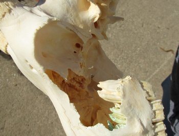 C-Grade 11-1/4" Female Blesbok Skull with 12-1/4" Horns - $42