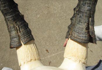 C-Grade 11-1/4" Female Blesbok Skull with 12-1/4" Horns - $42