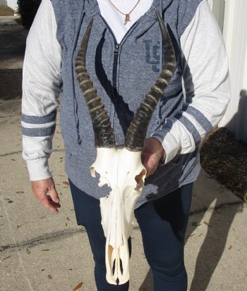 C-Grade 11-3/4" Male Blesbok Skull with 13-3/4" Horns - $42