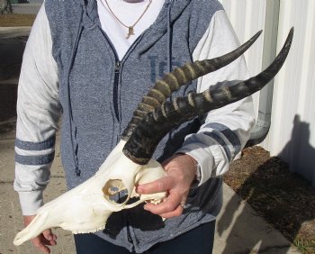 C-Grade 11-3/4" Male Blesbok Skull with 13-3/4" Horns - $42