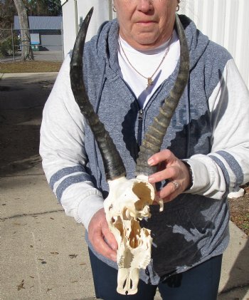 C-Grade 11-3/4" Male Blesbok Skull with 13-3/4" Horns - $42