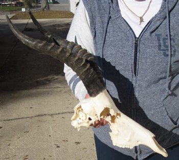 C-Grade 11-3/4" Male Blesbok Skull with 13-3/4" Horns - $42