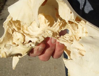 C-Grade 11-3/4" Male Blesbok Skull with 13-3/4" Horns - $42