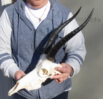 C-Grade 11-1/2" Female Blesbok Skull with 12-1/2" Horns - $42