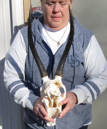 C-Grade 11-1/2" Female Blesbok Skull with 12-1/2" Horns - $42