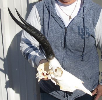 C-Grade 11-1/2" Female Blesbok Skull with 12-1/2" Horns - $42