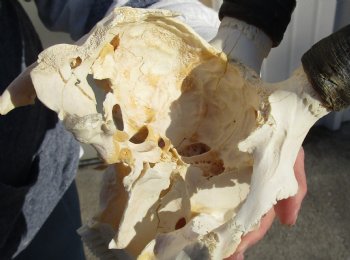 C-Grade 11-1/2" Female Blesbok Skull with 12-1/2" Horns - $42