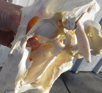 C-Grade 11-1/2" Female Blesbok Skull with 12-1/2" Horns - $42