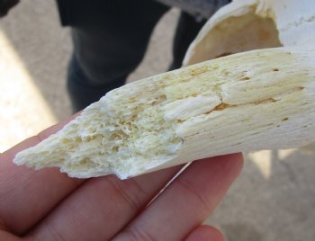 C-Grade 11-1/2" Female Blesbok Skull with 12-1/2" Horns - $42
