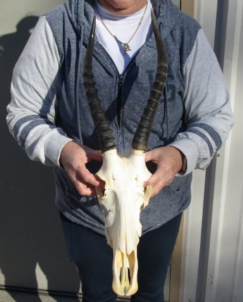 C-Grade 12" Female Blesbok Skull with 13" Horns - $42