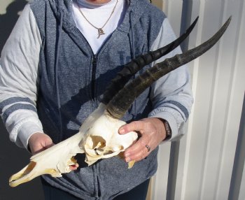 C-Grade 12" Female Blesbok Skull with 13" Horns - $42